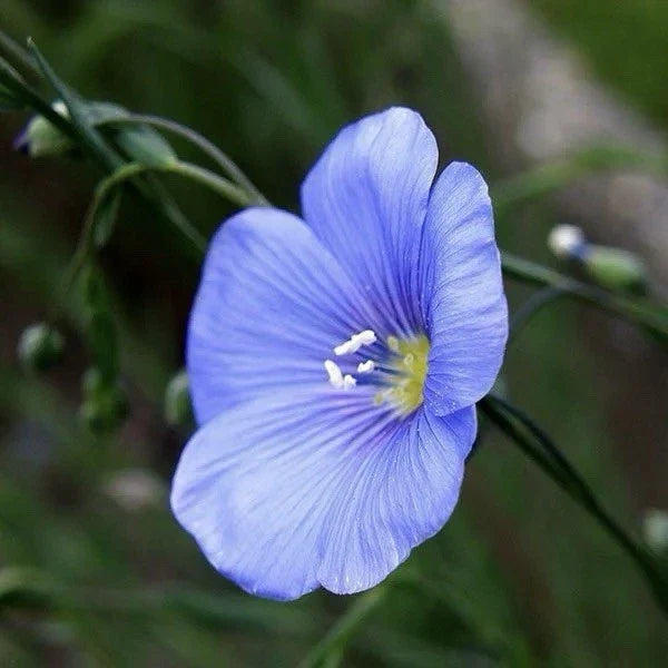 Flax Seeds - 200 Pack - Common Flax (Linum usitatissimum) - Attracts Pollinators - Easy to Grow Garden Seeds