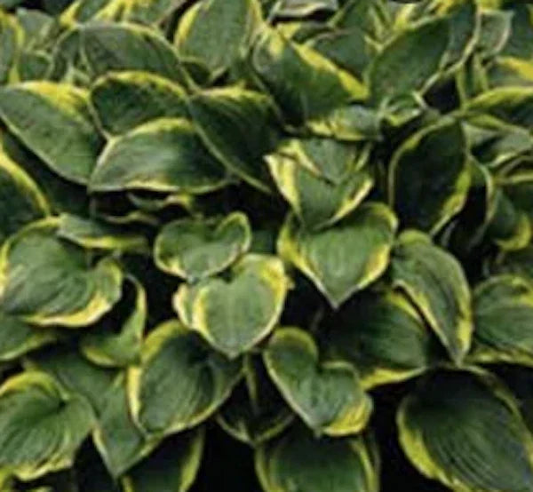 Hosta Aureomarginata Plant - Variegated Green and Yellow Foliage - Shade Garden Perennial in 4-Inch Pot
