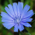 Chicory Seeds, Blue Perennial Flower Seeds, Chichorium intybus, Garden Planting, Over 600 Seeds, Easy to Grow