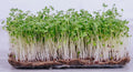 Broccoli Microgreen Seeds - Bulk Non-GMO Seeds for Indoor & Outdoor Gardening - Brassica oleracea
