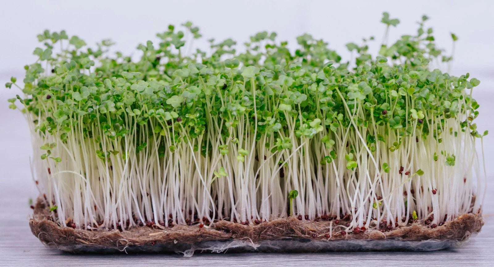 Broccoli Microgreen Seeds - Bulk Non-GMO Seeds for Indoor & Outdoor Gardening - Brassica oleracea