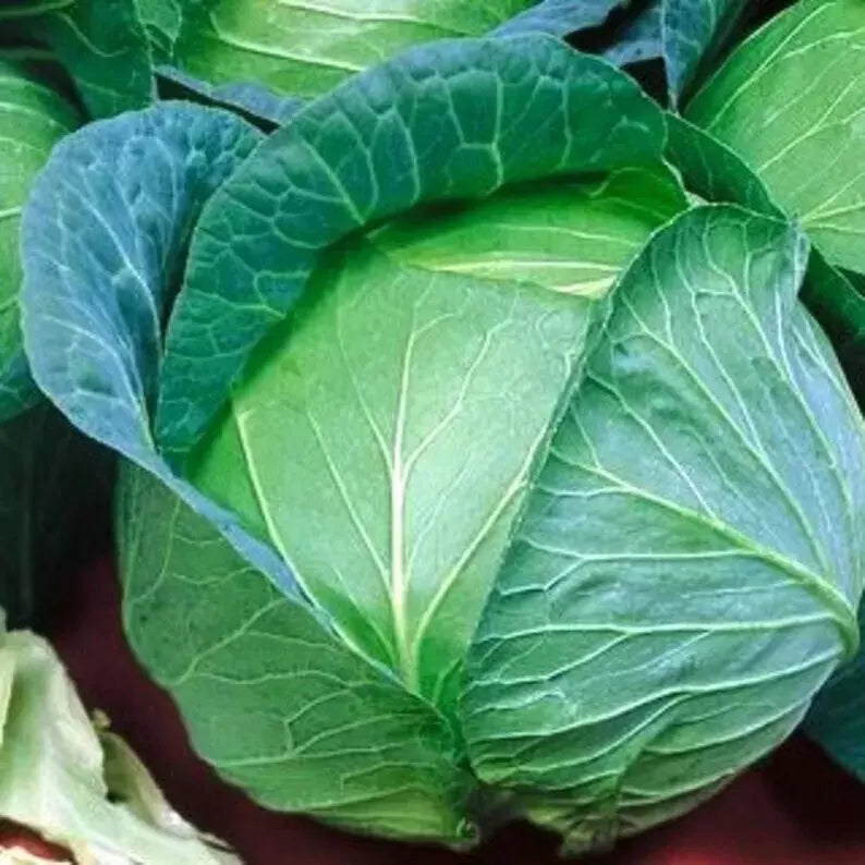 Heirloom Danish Ballhead Cabbage Seeds – Non-GMO, 200+ Fresh Brassica oleracea var. capitata Seeds for Home Gardening