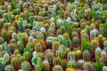 Cacti Seeds Mix - 50+ Exotic Varieties for Indoor Gardening - Drought Tolerant, Low Maintenance, Desert Plants, Ships from Iowa