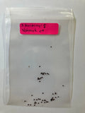 S. Buckleyi x Vohnyk Hybrid Seeds - Rare Unique Plant Variety for Garden Enthusiasts