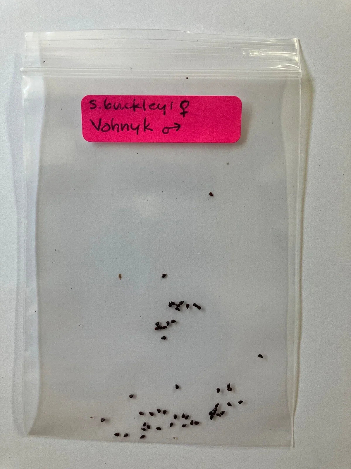 S. Buckleyi x Vohnyk Hybrid Seeds - Rare Unique Plant Variety for Garden Enthusiasts