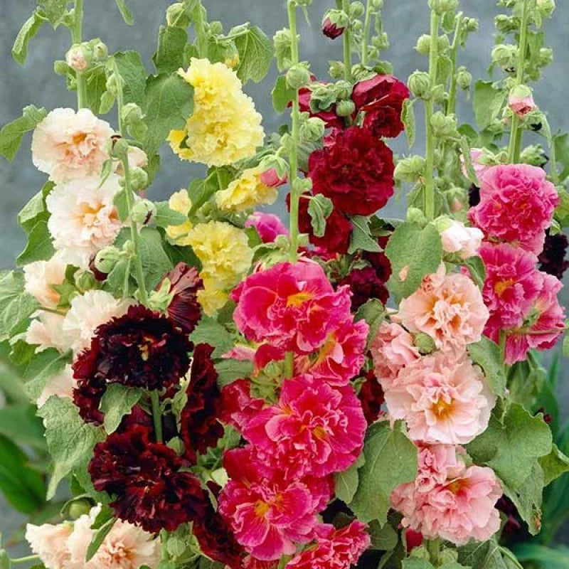 Hollyhock Seeds - Summer Carnival Mix - 22 Seeds - Alcea rosea - Colorful Garden Flowers for Borders and Cut Flowers
