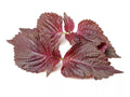 Perilla Seeds for Planting - 200 Heirloom Non-GMO Shiso Seeds - Organic Culinary Herb Gardening - Perilla frutescens