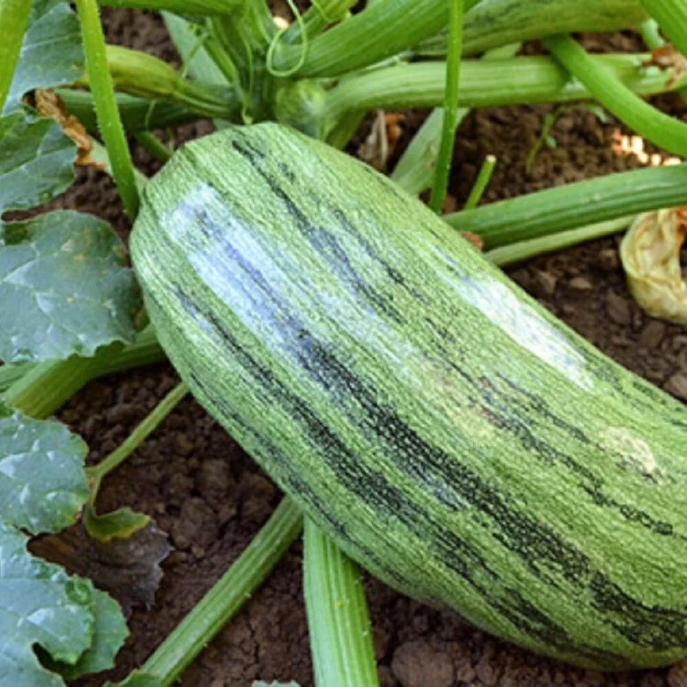 Italian Genovese Squash Seeds - Non-GMO Heirloom Cucurbita pepo, Vegetable Gardening, Vining, Green