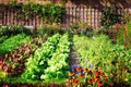Vegetable Garden Seed Kit #2 – 5 Variety Set with Brussel Sprouts, Broccoli, Cauliflower, Tomato, Carrot Seeds