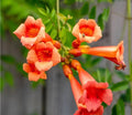 Live Bare Root Trumpet Vines - 5 Pack | Campsis radicans Climbing Plants