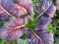 Red Giant Mustard Seed - Heirloom Brassica juncea - Fresh Seeds for Planting - Nutritious Greens for Home Gardens