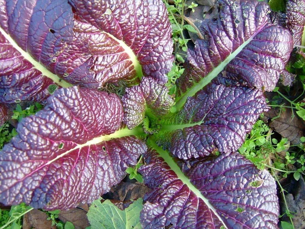 Red Giant Mustard Seed - Heirloom Brassica juncea - Fresh Seeds for Planting - Nutritious Greens for Home Gardens