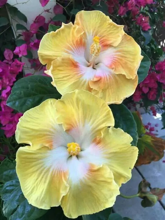 Flower Seeds - 20 Light Yellow White Perennial Seeds for Garden Borders & Beds
