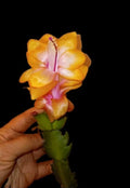 Thanksgiving/Christmas Cactus Starter Plant - Golden "Bruxas Brasil" Schlumbergera truncata, Rare Indoor Plant