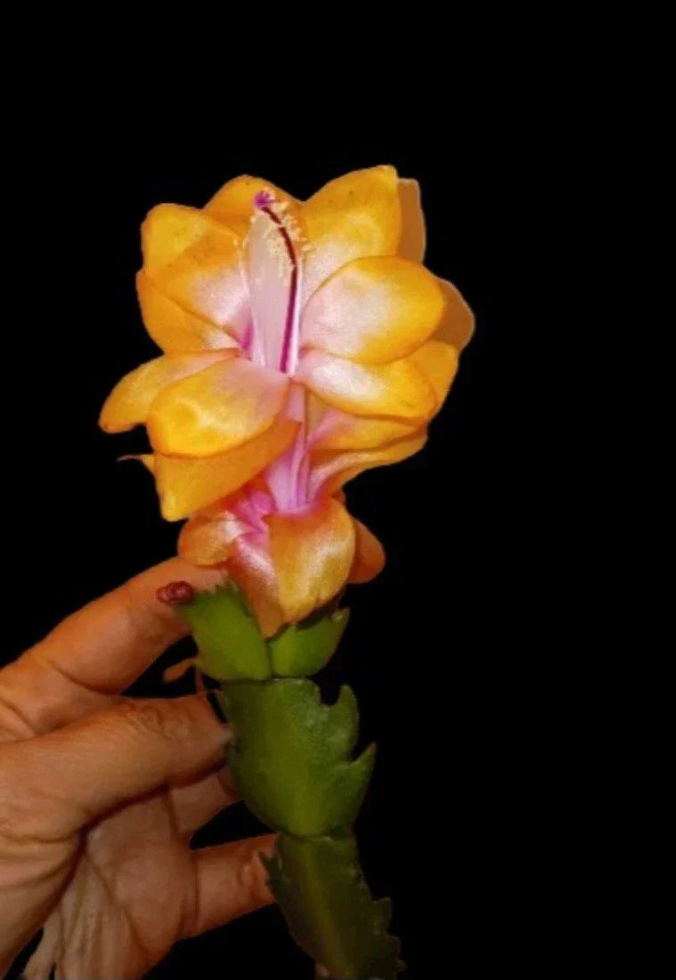 Thanksgiving/Christmas Cactus Starter Plant - Golden "Bruxas Brasil" Schlumbergera truncata, Rare Indoor Plant