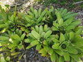 Bromeliad Plant 3.5" Pot Neoregelia cruenta Beach Bloody Live Indoor Outdoor Plant