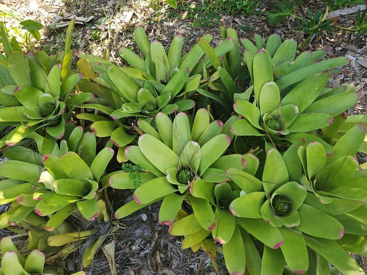 Bromeliad Plant 3.5" Pot Neoregelia cruenta Beach Bloody Live Indoor Outdoor Plant