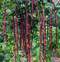 Red Noodle Yard Long Bean Seeds, Chinese Purple Cowpea, Heirloom Asian Vegetable Seeds, Vigna unguiculata