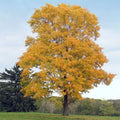 Silver Maple Tree - 2 Year Old Live Plant - Acer Saccharinum - Fast Growing Shade Tree - 20 Inches Tall