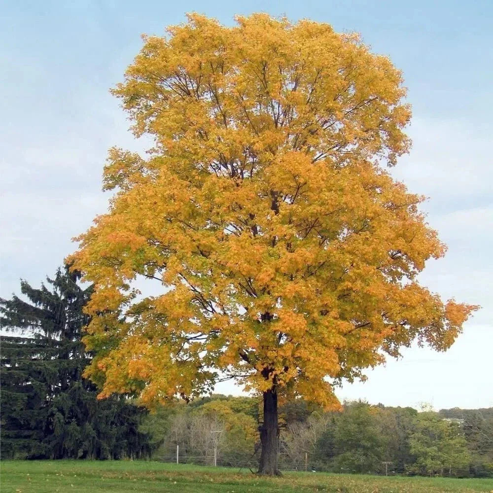 Silver Maple Tree - 2 Year Old Live Plant - Acer Saccharinum - Fast Growing Shade Tree - 20 Inches Tall