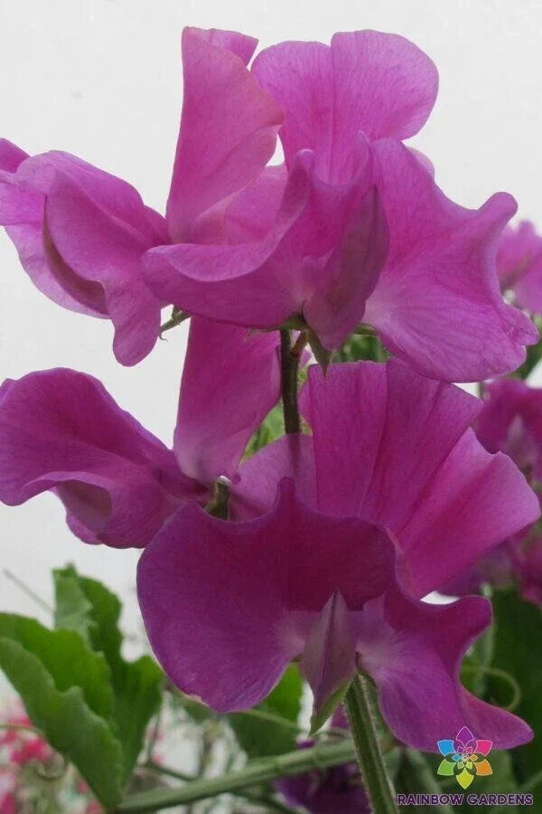 Sweet Pea Seeds Pack – Bridget McAleer Variety, Lathyrus odoratus, Climbing Flower, Colorful Fragrant Blooms, Garden Planting, USA