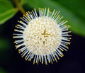 Buttonbush Seeds for Planting - 100 Seeds - Cephalanthus occidentalis - Native Wetland Shrub for Gardens and Ponds