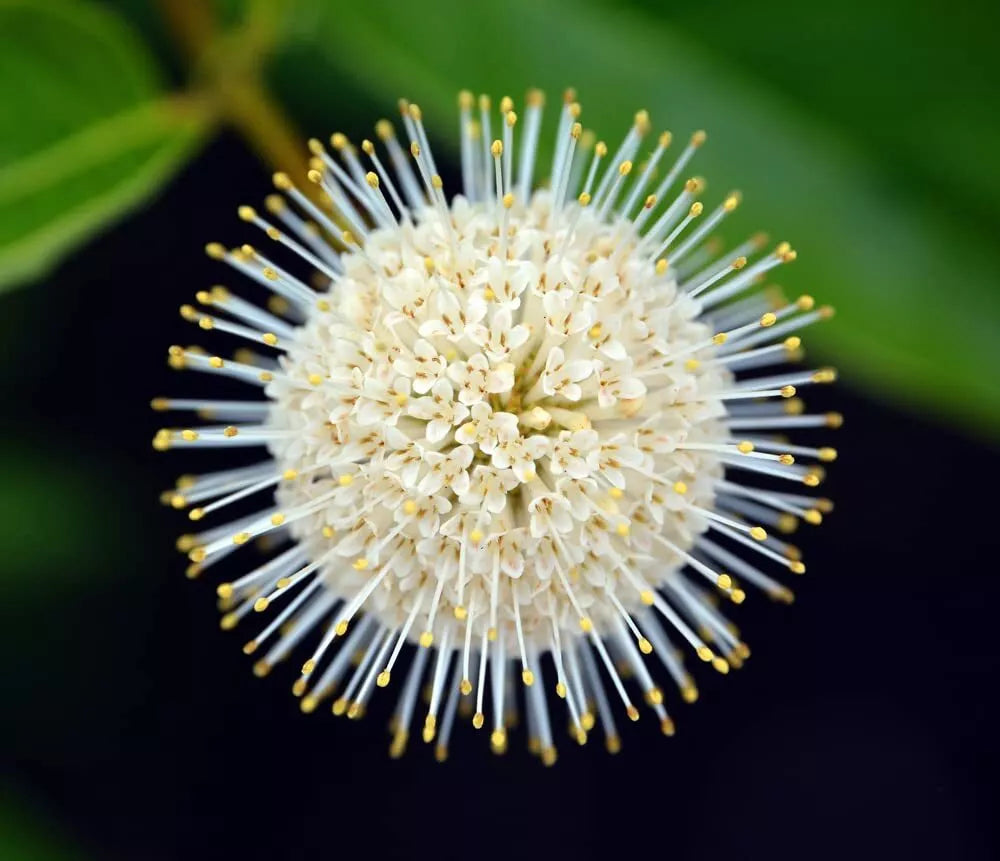 Buttonbush Seeds for Planting - 100 Seeds - Cephalanthus occidentalis - Native Wetland Shrub for Gardens and Ponds