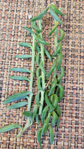 String of Bananas Cuttings 5X Unrooted Senecio radicans, Succulent, Trailing, Indoor Plant, Easy Care