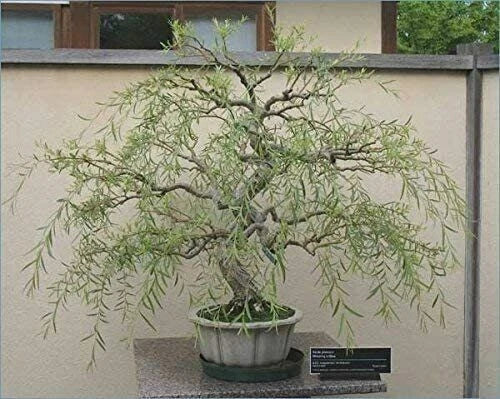 Bonsai Tree Cutting - Thick Trunk Weeping Willow - Salix babylonica - Indoor Live Plant, Decorative Garden Tree