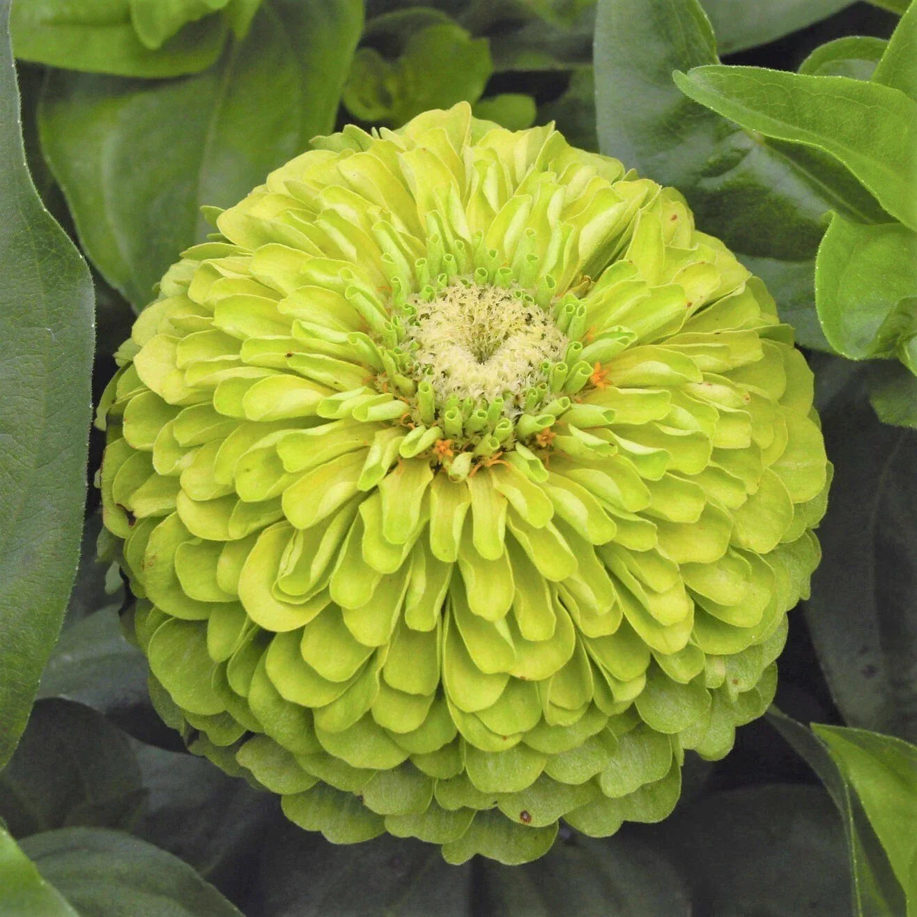 Envy Lime Green Zinnia Seeds | Double Blooms, Cut & Come Again | Zinnia elegans Flower Seeds for Garden & Cut Flowers