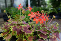 Vancouver Centennial Geranium Seeds - 25+ Pack, Pelargonium x hortorum, Vibrant Annual Flower for Garden, Pots & Baskets