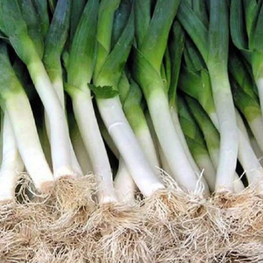 Carantan Leek Seeds | NON-GMO Heirloom Variety | Allium porrum | Fresh Garden Seeds for Cooking