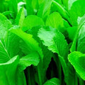 Mustard Seeds - 250+ Organic Florida Broadleaf Brassica juncea Heirloom Non-GMO Gardening Seeds for Home Garden