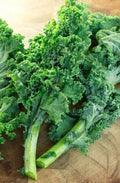 Kale Seeds 200+ Count Dwarf Blue Curled Scotch Brassica oleracea Heirloom Non-GMO