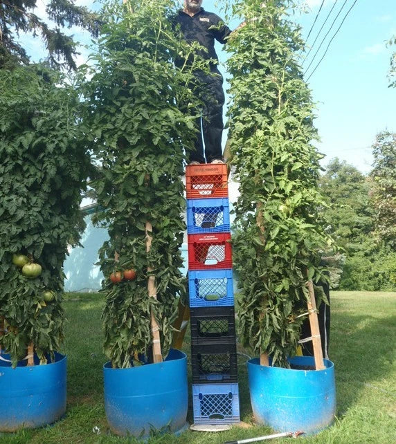 Bulk Tomato Tree Seeds - Heavy Yield, Large Juicy Tomatoes, Solanum lycopersicum, Indeterminate, Easy Grow