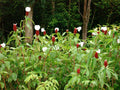 Crepe Ginger Seeds - 5 Rare Costus Speciosus Tropical Ornate Seeds for Garden, Container, Exotic Flowering Plant