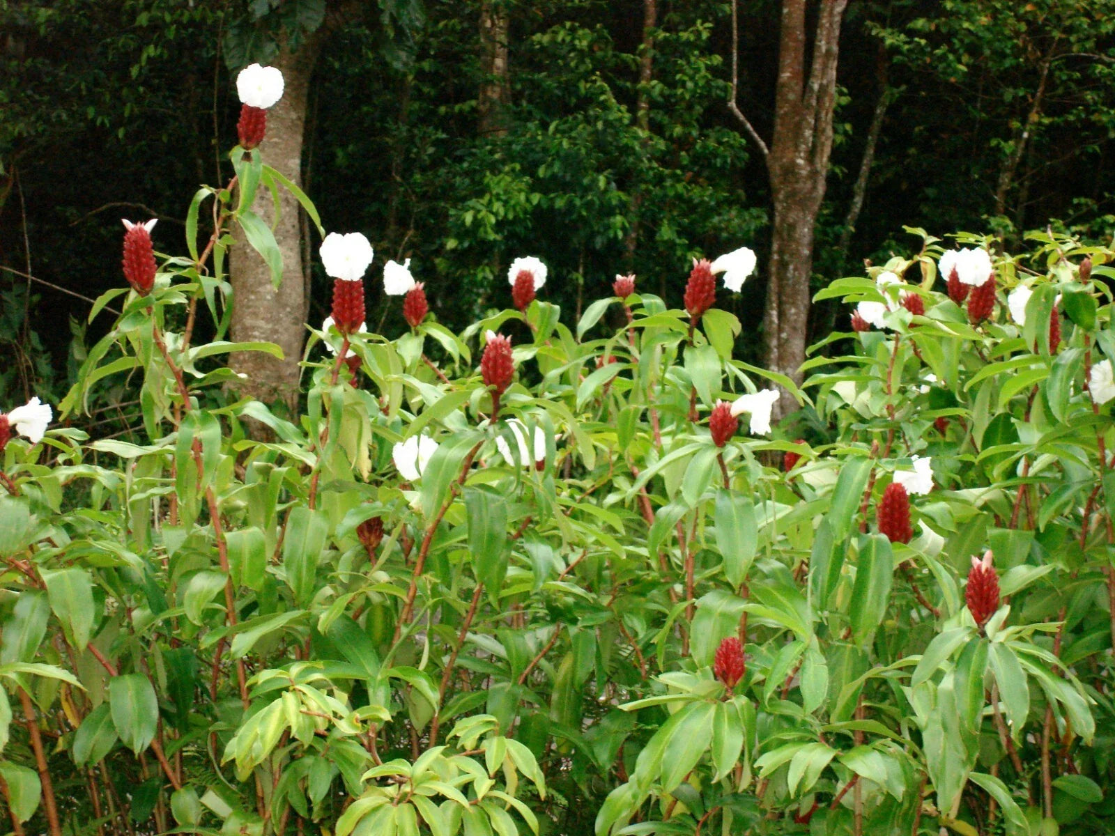 Crepe Ginger Seeds - 5 Rare Costus Speciosus Tropical Ornate Seeds for Garden, Container, Exotic Flowering Plant