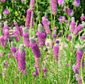Purple Prairie Clover Seeds - 500+ Wildflower Seeds, Drought & Heat Resistant, Nitrogen Fixing, Dalea purpurea, Low Maintenance, Native Plant