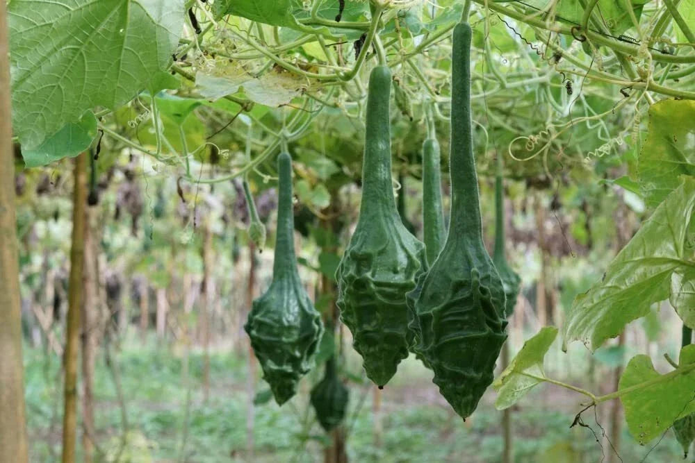 Caveman's Club Gourd Seeds - 20 Pack, Unique Club-Shaped Gourds, Lagenaria siceraria, Decorative Vining Plant