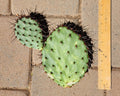 Opuntia Prickly Pear Cactus Pad Cutting - Pandale Texas Variety - Live Succulent Segment for Gardening & Xeriscaping