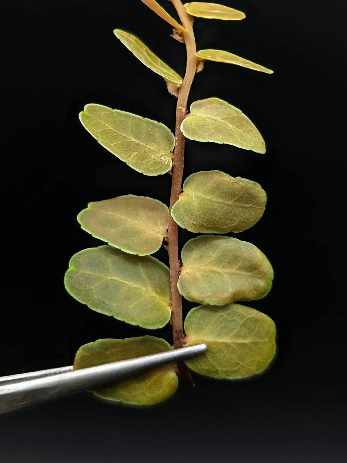 Marcgravia sp. Copper Cutting - 10-Leaf Indoor Plant for Terrariums & Home Decor - Unique Trailing Vine