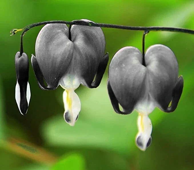 25 Bleeding Heart Seeds - Light Gray Dicentra Spectabilis - Shade Perennial Garden Planting