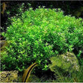 Pearlweed Stems 20+ Live Aquatic Plants Hemianthus Micranthemoides for Freshwater Aquarium