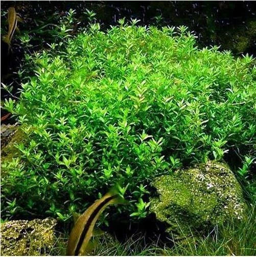 Pearlweed Stems 20+ Live Aquatic Plants Hemianthus Micranthemoides for Freshwater Aquarium