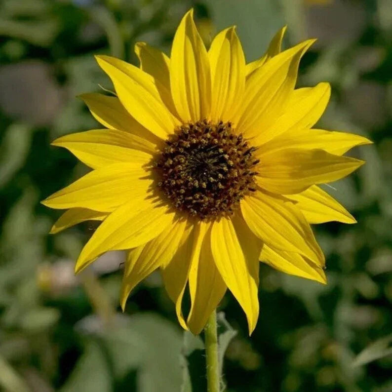 Organic Wild Sunflower Seeds Pack of 200 | Helianthus annuus Non-GMO, USA Grown, Attracts Pollinators, Wildflower Garden Seeds