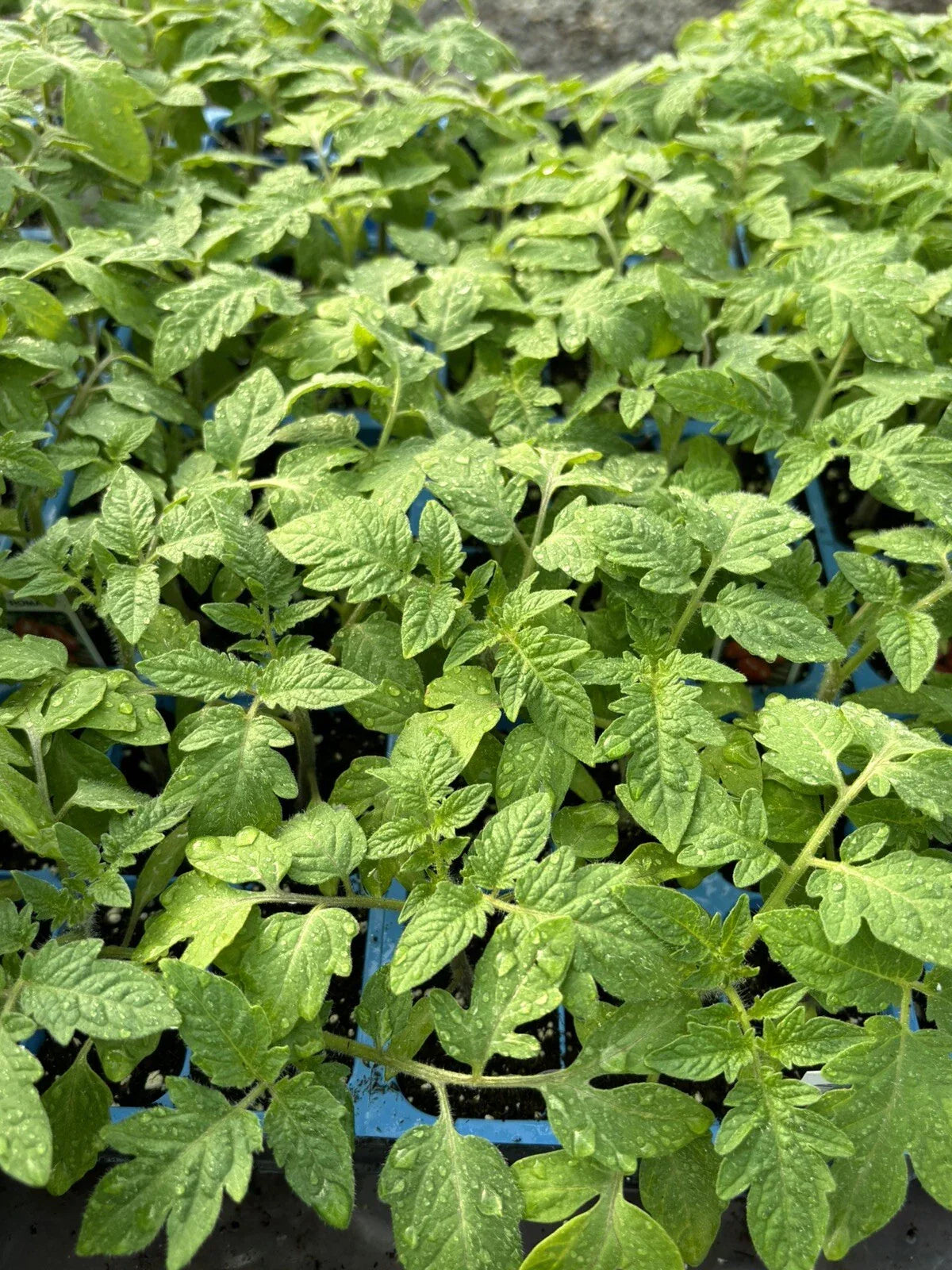 Lot of 3 Live Roma Tomato Plants - 6-10 Inches, 60+ Days Old, Solanum lycopersicum