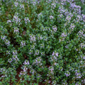 Thyme Seeds 500 Count - German Winter Purple Herb, Fragrant Edible Heirloom, Thymus vulgaris, Non-GMO Culinary Herb