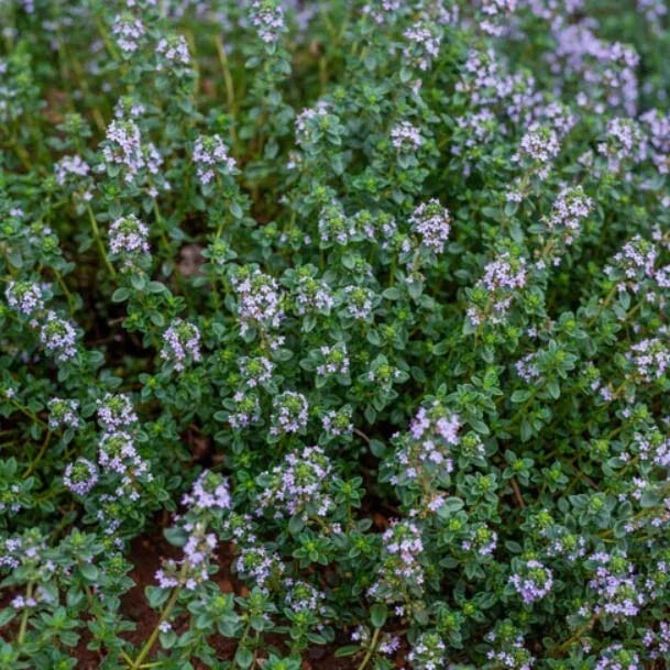 Thyme Seeds 500 Count - German Winter Purple Herb, Fragrant Edible Heirloom, Thymus vulgaris, Non-GMO Culinary Herb