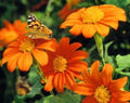 Mexican Torch Sunflower Seeds - 25 Fresh Tithonia rotundifolia Seeds for Full Sun Gardens