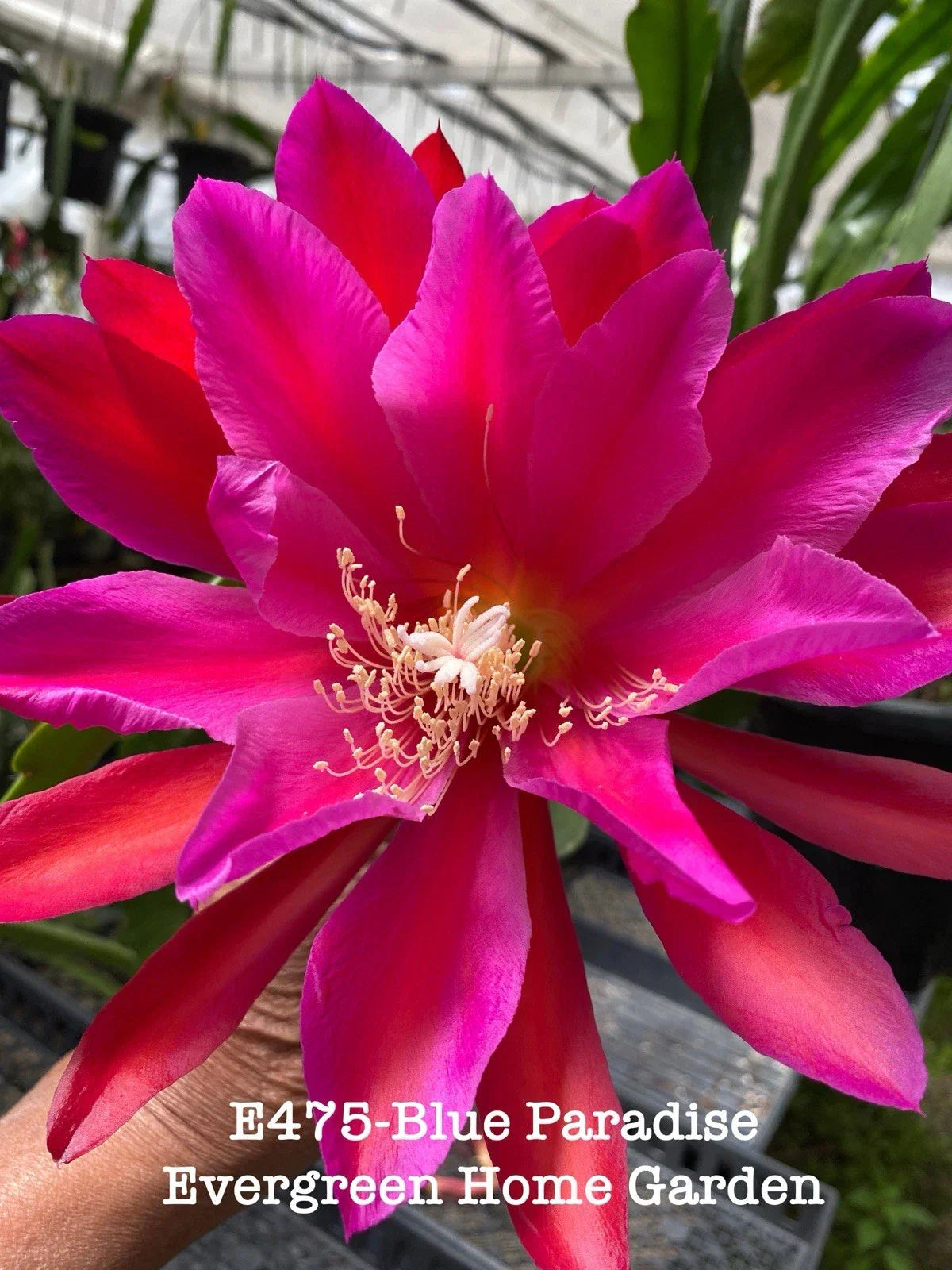 Epiphyllum Orchid Cactus 4” Starter Pot Blue Paradise Rooted Plant, Epiphyllum spp. Indoor Outdoor Plant